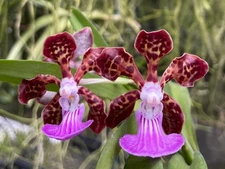 Papilionanda Paksorn Fragrance Hybrid – (V. merrillii x Batrum) x Pda. Paksorn