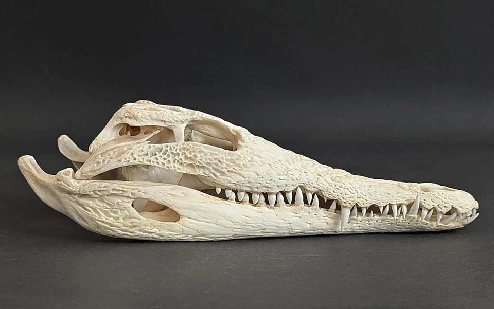 Krokodilschädel Crocodylus niloticus crocodile skull 29 cm echtes Präparat 2126 - Bild 2 von 4
