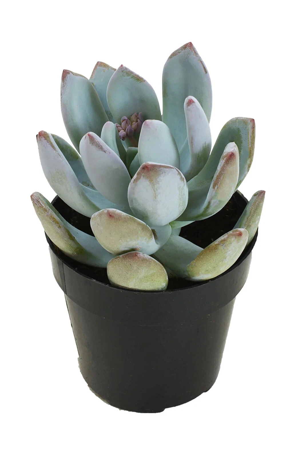 Pachyveria Powder Puff