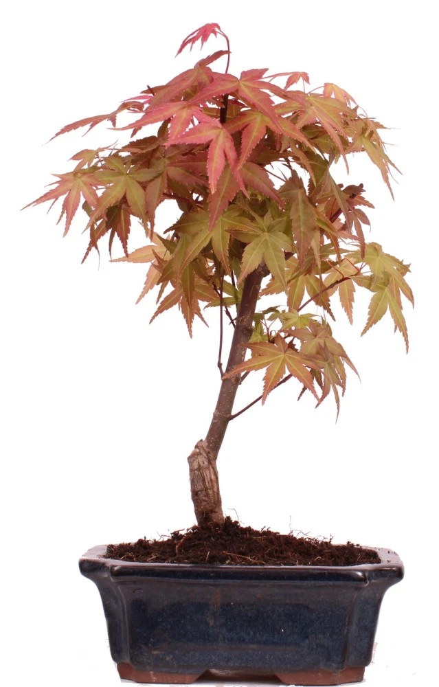 Roter Ahorn Bonsai online kaufen | eBay.de