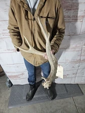 Big Wild Whitetail Deer Antler Shed Horn Rack Decor 4 Point Man Cave Decor 67" 