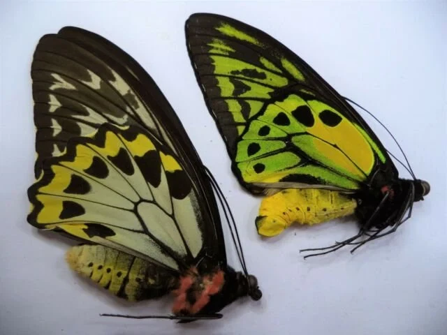 25+ Rare Butterfly for sale | Updated Oct 2026