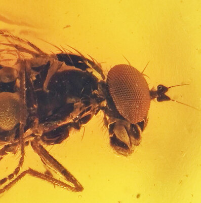 Amazing Eye Facets! Dolichopodidae (Fly), Fossil Inclusion in Baltic Amber