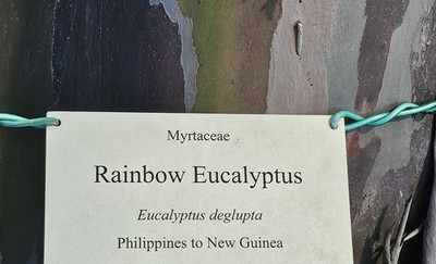 Organic Fresh Rainbow Eucalyptus 100 Leaves Florida Grown Myrtaceae Deglupta