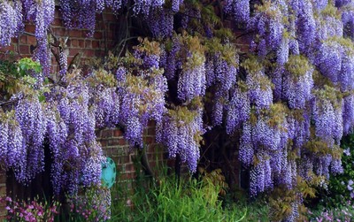 1 PLANT Wisteria floribunda alba GLICINE WHITE PLANT ORNAMENTAL FLOWER