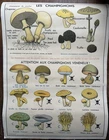 Vintage school posters front/back. Mushrooms & Plants. J. Anscombre. MDI
