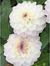 Dahlia EVELINE 1 Live Flower Plant Bulb Tuber White & Lilac Purple Center & Tips