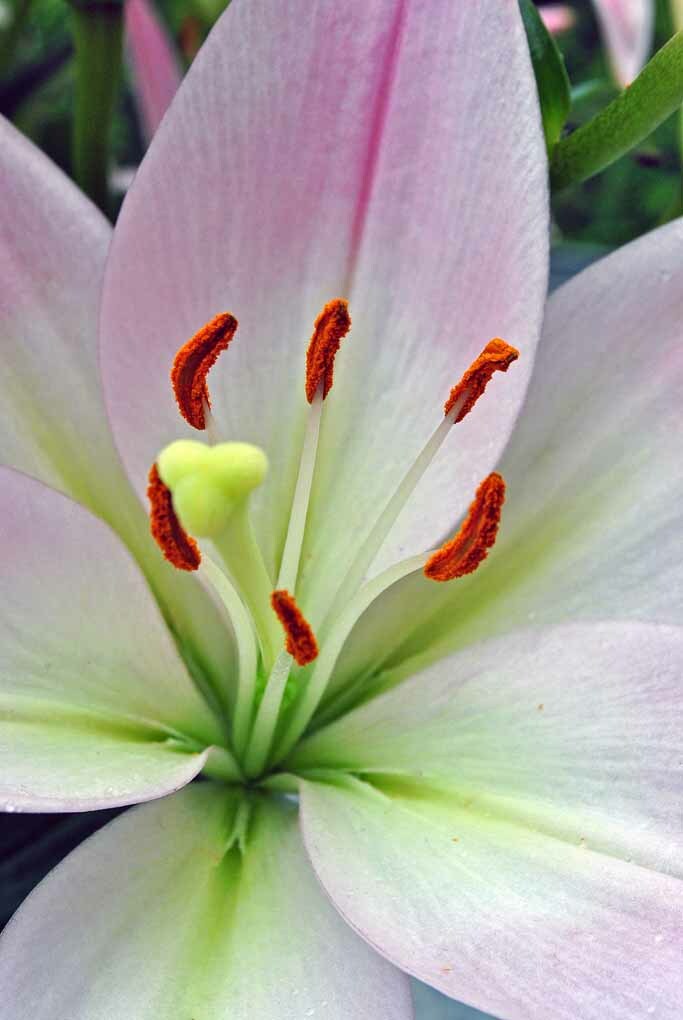 Fotografía de plantas herbáceas con flores de lirio púrpura rosa