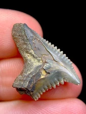 *Egyptian* Eaglesomi Tiger Fossil Shark Tooth Gem Hemi Meg Snaggletooth **RARE**