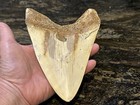 LARGE Heavy Replica Megalodon Shark Tooth 6” Cool Art Ad Or Display Potential — photo 3