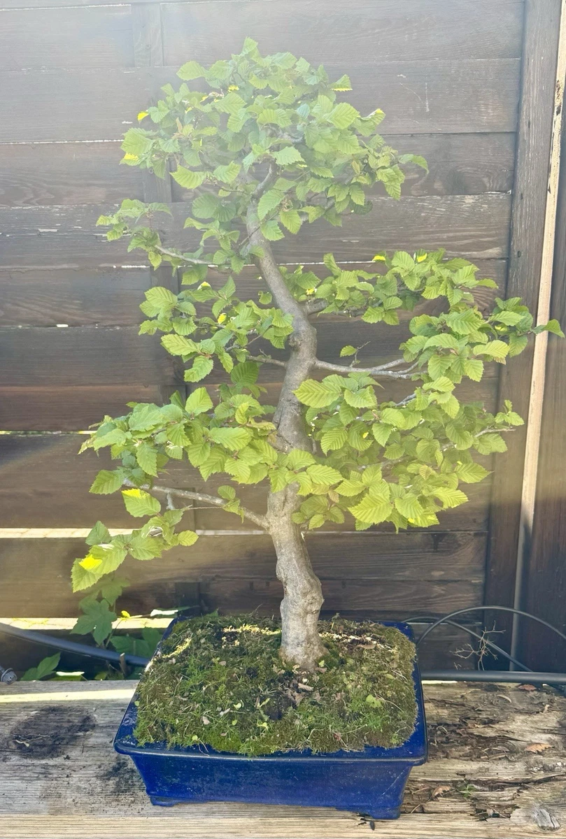 bonsai tree dirt Bonsai Tree Soil main image 1