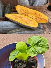 2x Guatemala Blue Squash Plants/贵族南瓜/Golden Chestnut Pumpkin Plants