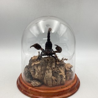 Preserved Gaint Black Scorpion On Nature Base In Glass Display (C3) NS#8641
