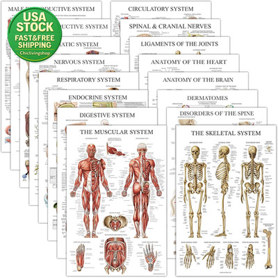 16 Pack Anatomical Posters Laminated Human Body Anatomy Charts 18 X 24 Inch