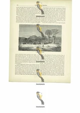 Niantanso Village, Mali, Book Illustration (Print), c1880