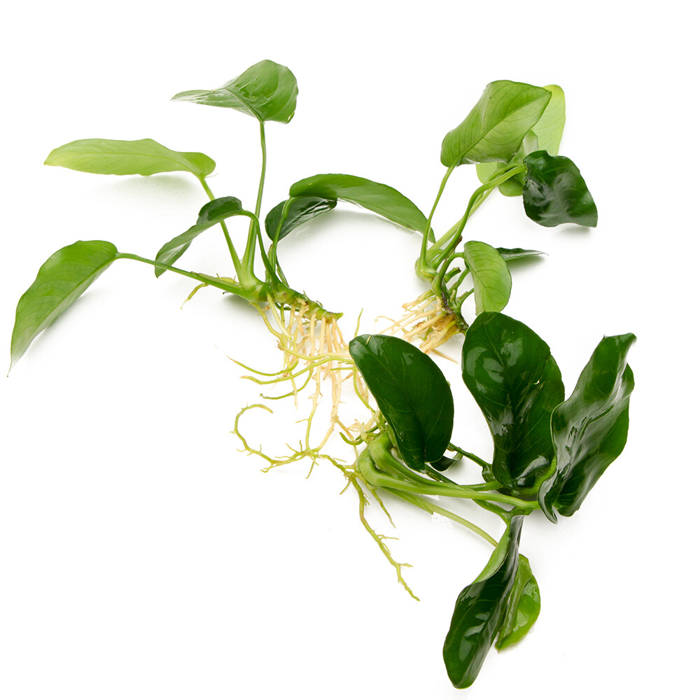 ANUBIAS NANA x3 Live Aquarium Plants for wood Tropical Aquascaping Tank K2AQUA