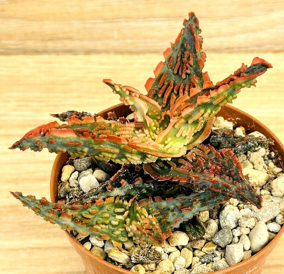 Aloe TCT ,  pot 8 cm  (cod.Y0026) ITALYCACTUS - Imagen 3 de 4