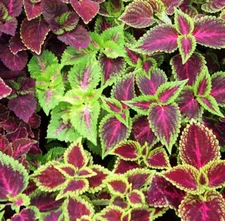 RAINBOW COLEUS SEEDS MIX 200+ floral strain PAINTED LEAVES annual FLOWER garden