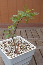 Bursera morelensis seedling