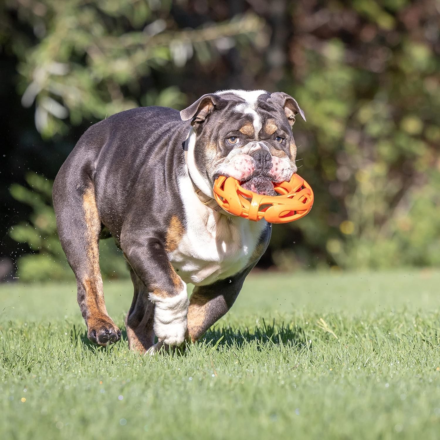 Chuckit Air Fetch Wheel Interactive Dog Toy Durable Gentle Fetch Wheel Toy