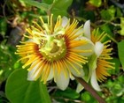 Yellow Holosericea Passion Flower Vine Fragrant Passiflora Rooted STARTER Plant
