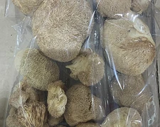 Dried Lion Mane Mushroom 猴頭菇 16 oz - Free US Shipping