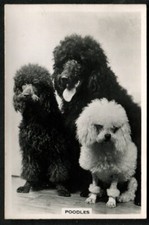 Tobacco Card, Senior Service, DOGS, DOG BREEDS, 1939, Poodles, #18