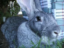 FLEMISH GIANT GLOSSY POSTER PICTURE PHOTO bunny rabbit bunnies hop cute pet 1065