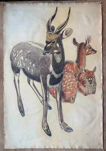 Aquarell Karl Adser Tier Porträt Damwild im Zoo Entwurf für Plakat - Bild 2 von 9