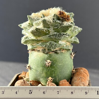 A19-228. Cactus hybr, Fissuratus x Hintonii  (Grafted)