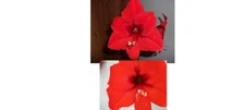 1 cross pollinated amaryllis bulb Hippeastrum Red Lion X Lilly  14-16 cm. circum