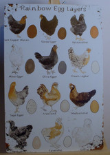 Rainbow Egg Layers Chicken Breeds Tin Sign 12x8 Farmhouse Chicken Coop Decor