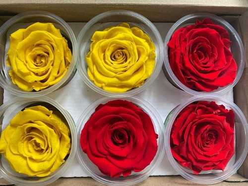 Scatola ROSA VERA Stabilizzata , 6 pz, Rose Stabilizzate, Rosse - Blu - Foto 11 di 29