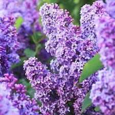 2 old LILAC bushes shrubs 1-2 ft tall now purple blooms fragrant !