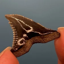 Hemipristis Shark Tooth - Calvert Cliffs - Serrations! - No Restoration