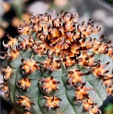 3PCS Gymnocalycium spegazzinii v.unguispinum Succulent cactus Plants 3cm