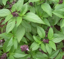 THAI BASIL SEEDS 600+ ANNUAL herb GARDEN Ocimum Basilicum VIETNAMESE culinary