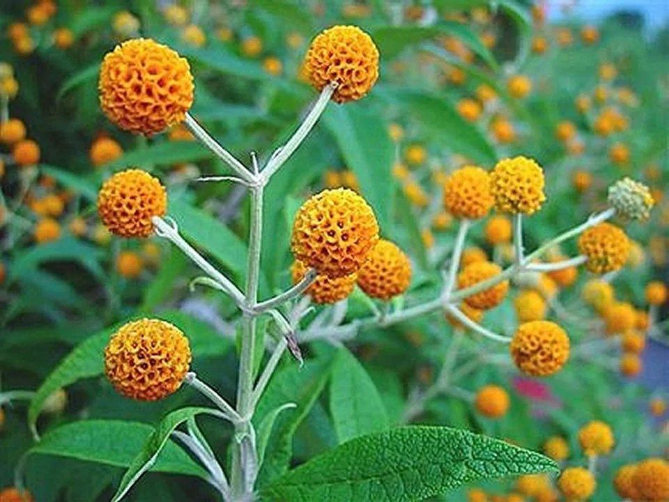 Buddleja globosa | Árvore bola laranja | 100_sementes - Imagem 4 de 4