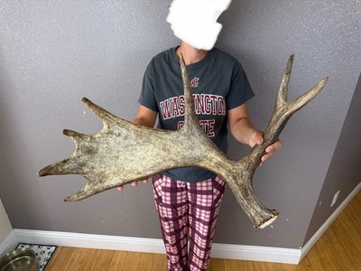 SHIRAS Moose Shed Antler HORNS Taxidermy Skull Mount Carving Wild IDAHO