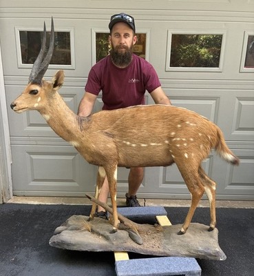 Nice Vintage African Bushbuck Full Body Mount Horn Deer Taxidermy Cabin Decor