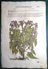 MATTIOLI MATTHIOLI Erbario a figure grandi originale del 1604 ELITO MAGGIORE