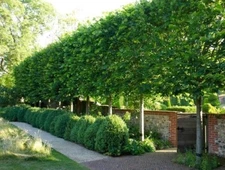 American Hornbeam tree (Carpinus caroliniana) quart pot