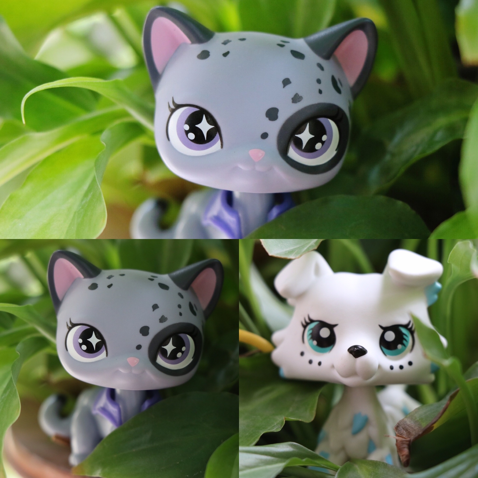 lps shorthair cat custom