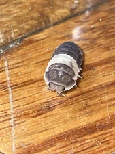 Dairy Cow Isopod 25 Count +, 2 Panda Kings  100 Springtails