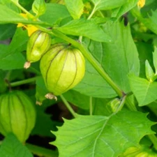 Tomatillo Seeds | Grande Rio Verde | NON-GMO | Heirloom | Fresh Garden Seeds