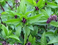 CINNAMON BASIL SEEDS 300+ Mexican Herb SPICES cooking CULINARY FREE SHIPPING