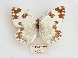 A FEMALE BRITISH WILD CAUGHT BATH WHITE FROM WINCHESTER 1913
