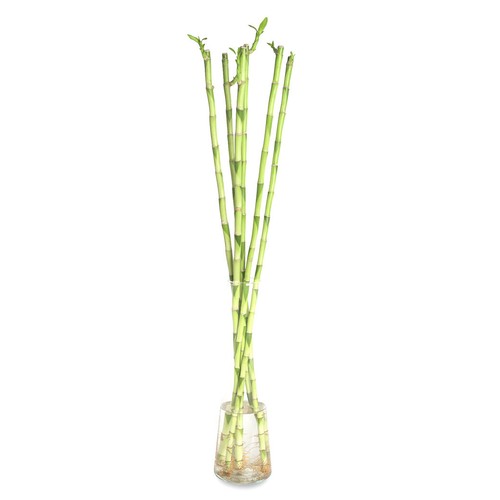 Glücksbambus (Dracaena Sanderiana) – Spiralförmig Gedreht, Ca. 40 Cm Hoch, Pflegeleicht