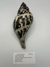 Fasciolaria tulipa (Linnaeus, 1758) – 187.3 mm – Dry Tortugas 100’