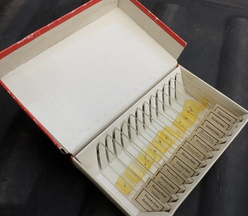 Vintage Microscope Prepared Glass Slides Complete Honey Bee Japan Y ...